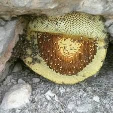 خواص عسل طبیعی کوهی