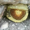 خواص عسل طبیعی کوهی