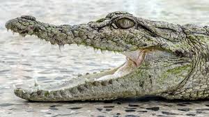 تمساح گاندو در روستای باهوکلات