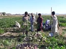 محصولات کشاورزی بلوچستان