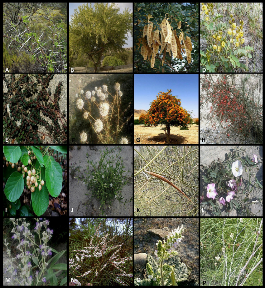 گیاهان دارویی بلوچستان و خواص آنها